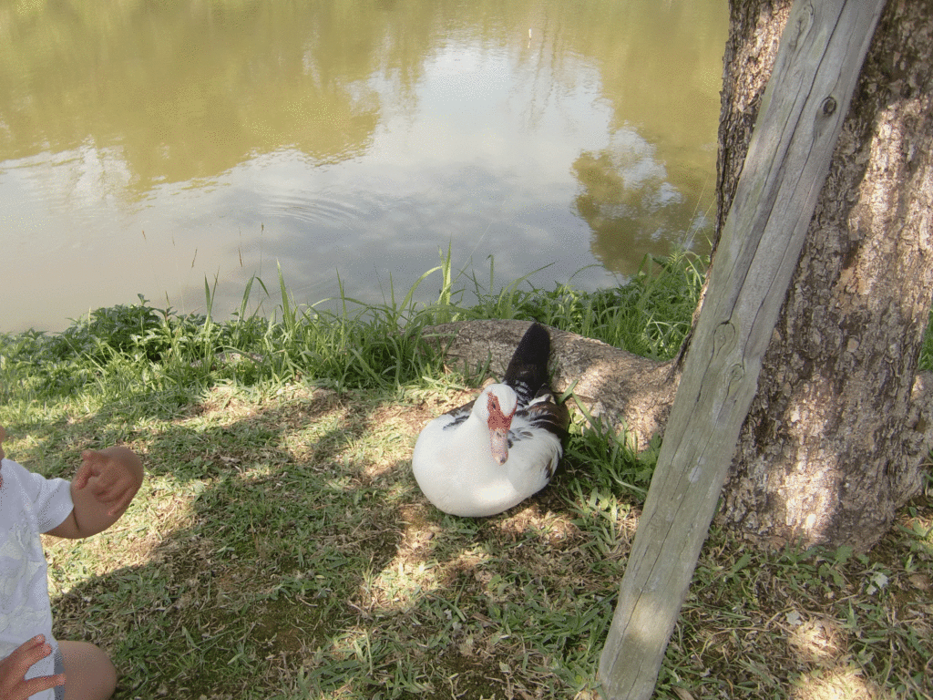 鳥の画像