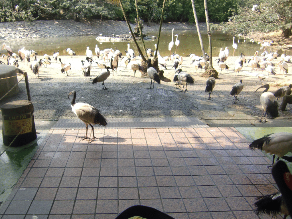 ネオパーク入園直後の画像