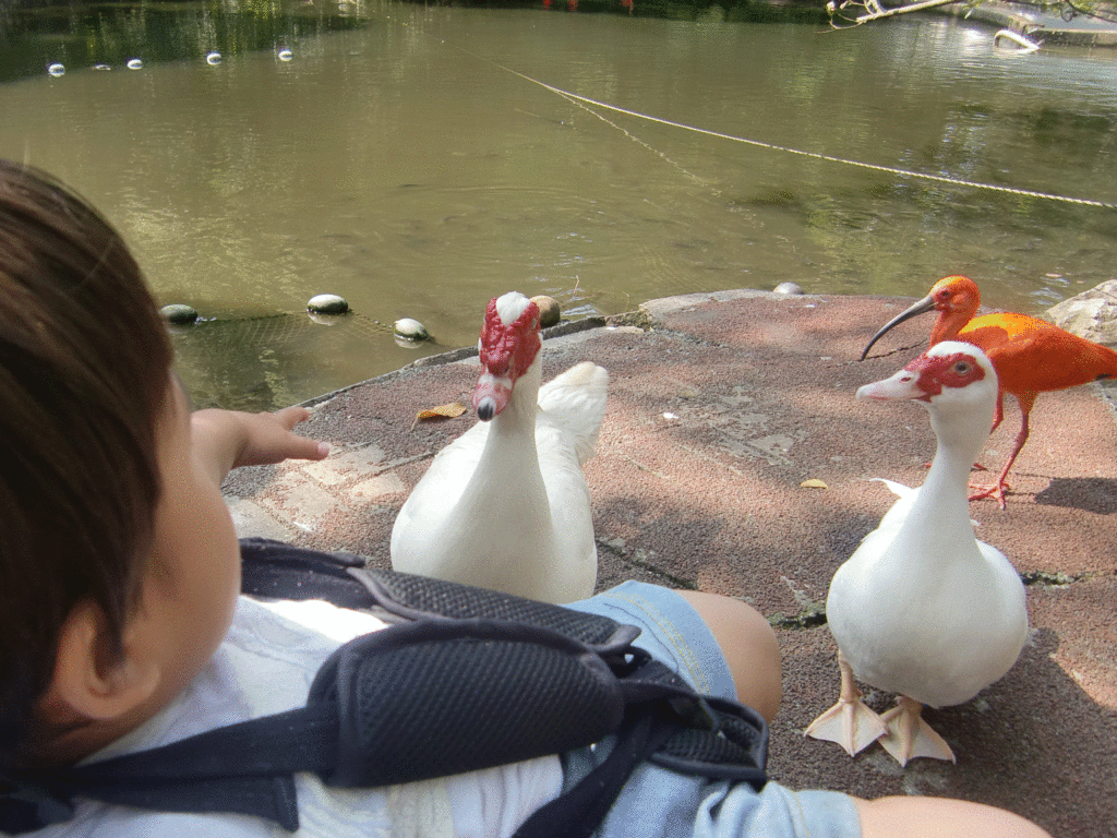 鳥に餌